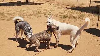 Woman Stops While Driving Home As She Spots Two Stray Puppies  The Dodo [upl. by Ylevol]