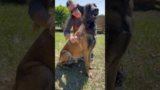 Undercoat Rake Dog Brush dog belgianmalinois doglife [upl. by Monarski530]