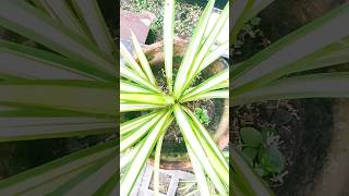 Pandanus Veitchii commonly known as the quotScrew Pinequot plant propagation amp care gardening shorts [upl. by Llij]