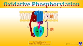 3 Oxidative Phosphorylation  Biological Oxidation  Biochemistry  NJOY Biochemistry [upl. by Siroved445]