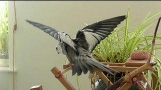 Cockatiels That Think They Are Eagles [upl. by Deena]