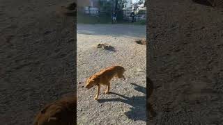 trending big ball versus puppyexcited arlendaTV [upl. by Casilde848]