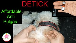 DETICK how to apply on dogs II Anti Tick and Flea that we use for our Cats and Dogs ❤️ MissOnaBudget [upl. by Steddman849]