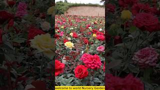 Rose plant collection 🌹 rose care tips worldnurserygarden a1nurserygarden [upl. by Dikmen]