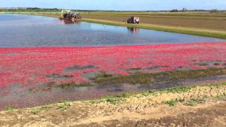 Cranberries  StLouis de Blandford [upl. by Netsreik]