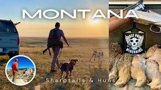 Montana 24 Shaptails amp Huns [upl. by Ifen403]