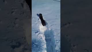 Happy dog playing with snow puppys petdogcutedog ski dogvideosoftiktok funnyvideo [upl. by Roseann284]