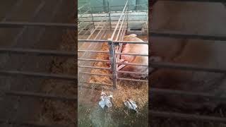 Small budget farrowing crate for pigs farming knowledge  pig farming farming [upl. by Jorey]