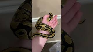 Sami the baby ball python ballpython ballpythonsnake ballpythons101 pets animals python snake [upl. by Kurland160]