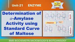 Determination of 𝛼Amylase Activity using Standard Curve of Maltose  DNS Method  Enzymes 21 [upl. by Emmons468]