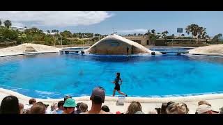 Tenerife Aqualand 2022 Dolphin Show 60fps [upl. by Llesirg94]