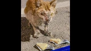 Miserable blind cat crying for help rescue cat before amp after 7 months [upl. by Rossen]