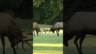 🤔Elk loves to lockhorn when fighting [upl. by Kruter]