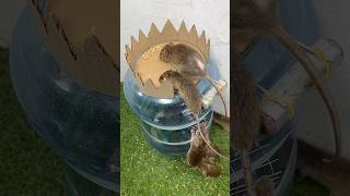 best mouse trap How to trap mice by flipping down a plastic jar shoprts rat shoprt mousetrap [upl. by Bobette]