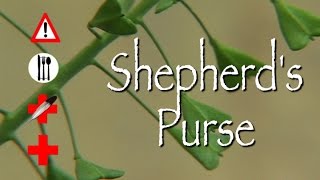 Shepherds Purse Edible Medicinal amp Cautions [upl. by Sherr]