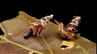 Pagoda bagworms from Ecuador [upl. by Marven574]