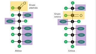 Carbohidratos  Aldosas y Cetosas  Estructura de los monosacáridos [upl. by Lebiralc]