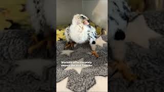 Tortillacaptured bird recovering at Texas rehabilitation center Shorts [upl. by Ennaoj]