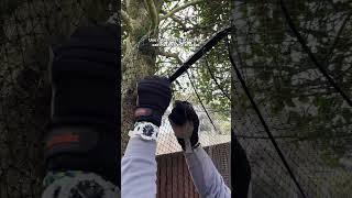 How to catproof a garden tree with ProtectaPet 😻 DIY or Pro Install cats trees [upl. by Lillith]