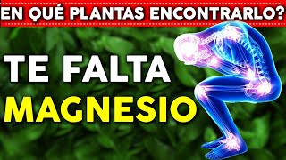 Beneficios del Magnesio REPARA Y FORTALECE tu cuerpo  Donde encontrarlo [upl. by Norby137]