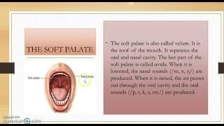 THE SPEECH ORGANS AND THEIR FUNCTION [upl. by Ferwerda]