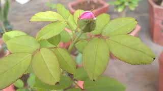 ROSE PLANT SEASON TO GROW IN INDIA [upl. by Ylrak]