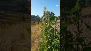 Benefits of Mullein plant [upl. by Gussy800]