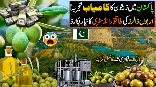 Billion of Dollars Industry of Pakistan  Big Olive oil Extraction in Pakistan   Olive oil Farming [upl. by Woolcott]