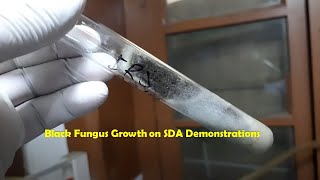 Black mould on Sabouraud dextrose agar Demonstration [upl. by Inor]