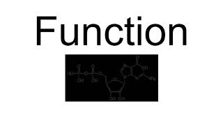 Nucleotide Exchange Factor [upl. by Belldame]