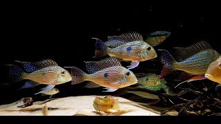 Geophagus Altifrons Geophagus Sveni Festivus Red Tapajos [upl. by Yhpos]