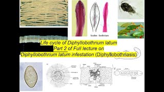 The life cycle of Diphyllobothrium latum [upl. by Balthazar968]