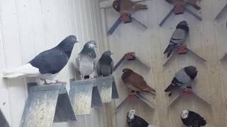 TIPPLERS 2018 PIGEON PELLUMBAT [upl. by Lundell215]