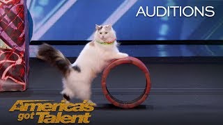 The Savitsky Cats Super Trained Cats Perform Exciting Routine  Americas Got Talent 2018 [upl. by Farrar]