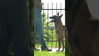 Unlocking Doberman Secrets Traits amp Training Tips shorts [upl. by Xever]