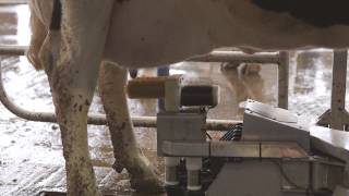 Fullwood M2erlin – robotic milking machine in action [upl. by Ymrots]