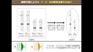 DNAの塩基比率は変化する？（ゆうきのバイオロジー） [upl. by Kitti]