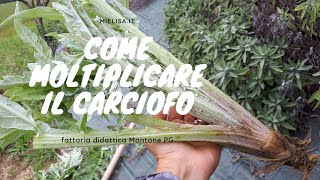 Scarducciatura moltiplicazione e coltivazione dei carciofi  Mielisa [upl. by Alehc]