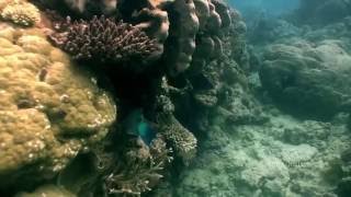 Steephead Parrotfish Chlorurus microrhinos [upl. by Koosis]