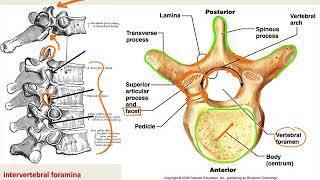 Anatomy Vertebral Column [upl. by Akirdnas556]