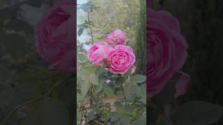 Scented rose  Winter season rose farming plants [upl. by Ragnar]