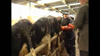 Frances North pregnancy scanning dairy cows [upl. by Ponzo]