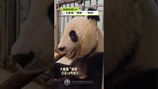 【DE】Giant Panda Yuanyuan und Yangyang Quarantänetagebuch 04 [upl. by Uri835]