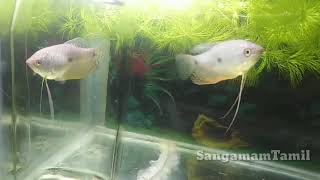 Gourami breeding in Tamil [upl. by Huston]