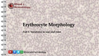 Erythrocyte morphology  part 1 size and color variations [upl. by Ihp822]