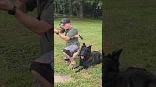 This is How Belgian Malinois are Trained to be Tactical Warriors [upl. by Aronas]