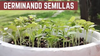 Como Germinar PAPAYA TOMATES BERENJENAS MORRONES CHAUCHAS Y más cultivos de tu HUERTA [upl. by Assyle416]