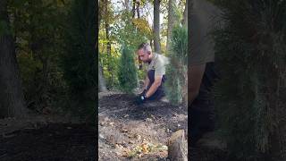 Planting Emerald Green Arborvitae Trees Part 1 of 3  landscaping planting tree trees shorts [upl. by Halilak]