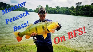 Ep 1 MONSTER Peacock Bass on BFS gear [upl. by Aneleiram355]