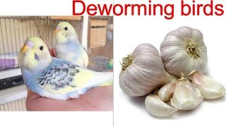 Budgies Parrot Natural Deworming  Budgies breeding care  budgies care [upl. by Resiak]